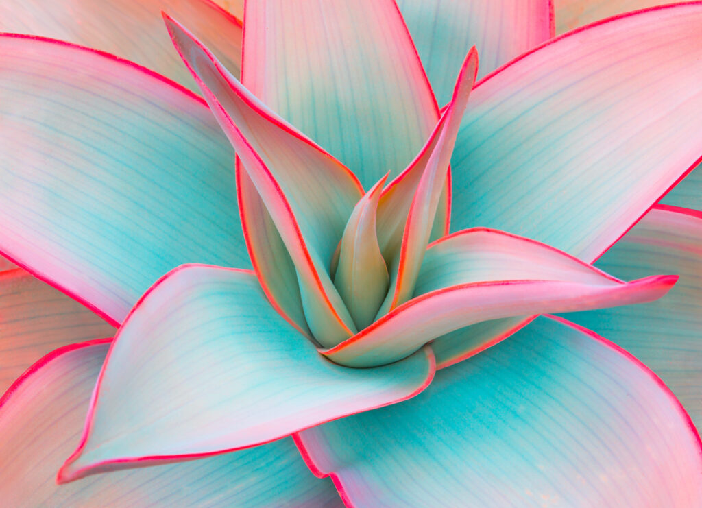 A close up of the leaves of a pink and green flower